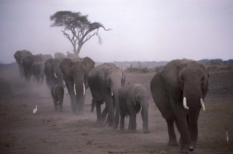 RWT 0196 210-11 Kenya Amboseli Elephants.jpg